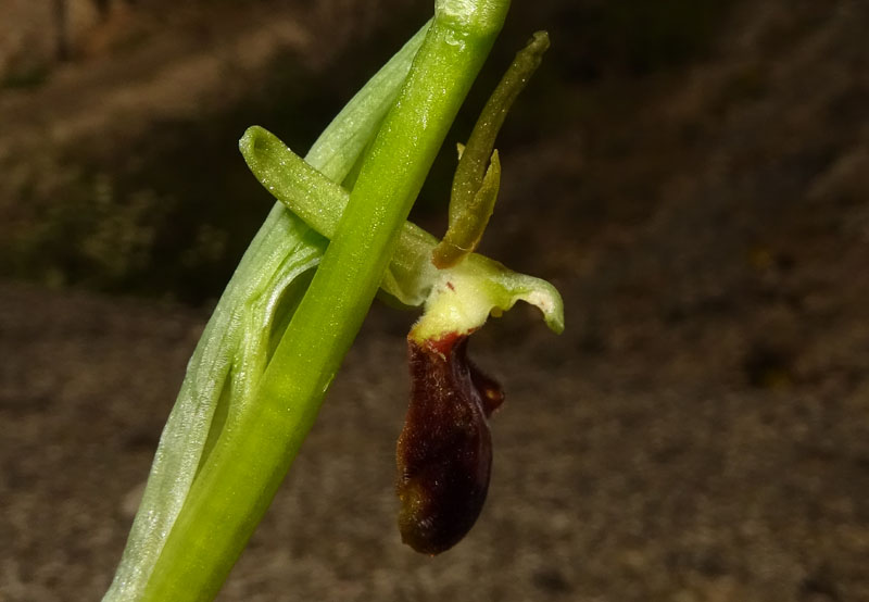 la mia prima..... Ophrys sphegodes